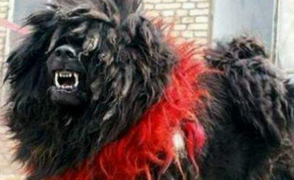 鬼獒训练技巧 鬼獒训练技巧
