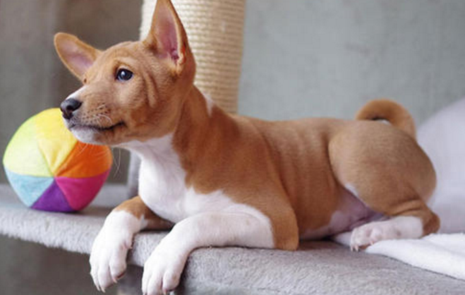 贝生吉犬是干什么的