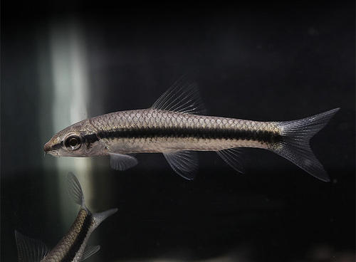 黑线飞狐寿命多少年