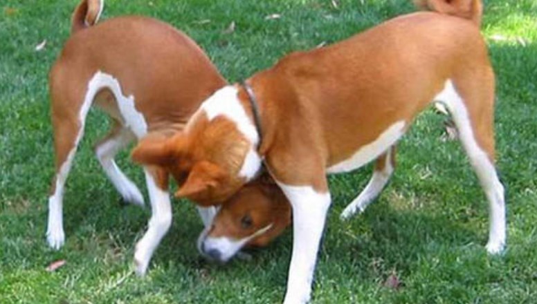 贝生吉犬的外貌特征性格