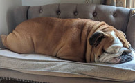 英国斗牛犬的用途是什么