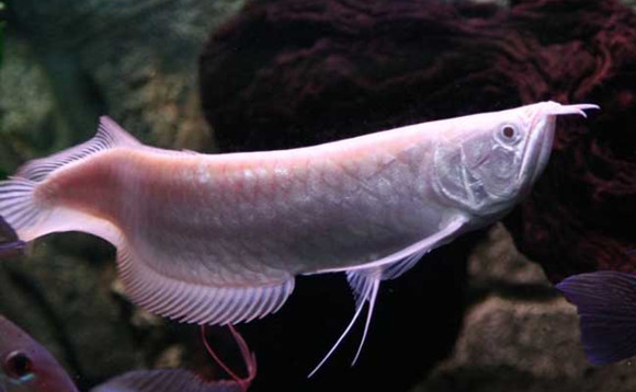 银龙鱼水温度多少最佳