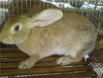 豫丰黄兔几个月能繁殖
