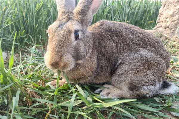 厚尾岩兔能长多少斤