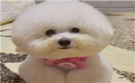 博洛尼亚比熊犬训练技巧有哪些