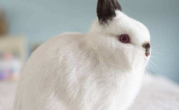喜玛拉雅兔能长多少斤