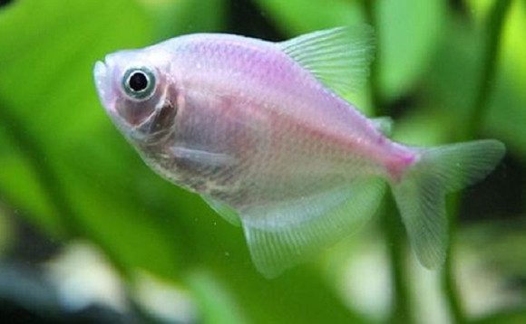 红裙鱼能繁殖吗