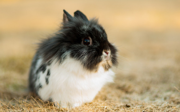 波兰兔能长多少斤