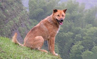 中华田园犬窝咳吃什么药最好