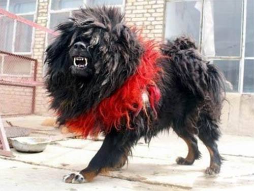 鬼獒1天要吃几顿