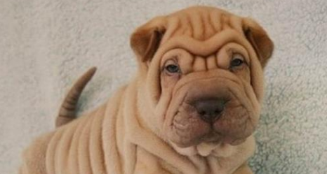 巴色特犬不能吃什么