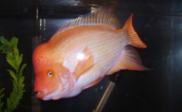 新手养火鹤鱼注意什么-宠物网问答