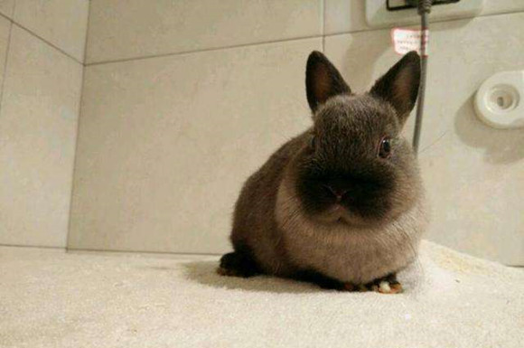 暹罗兔喂什么比较好