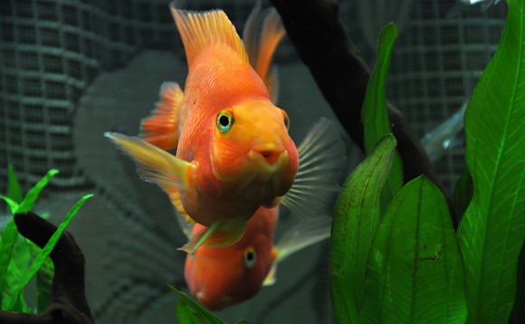 鸚鵡魚吃什麼食物