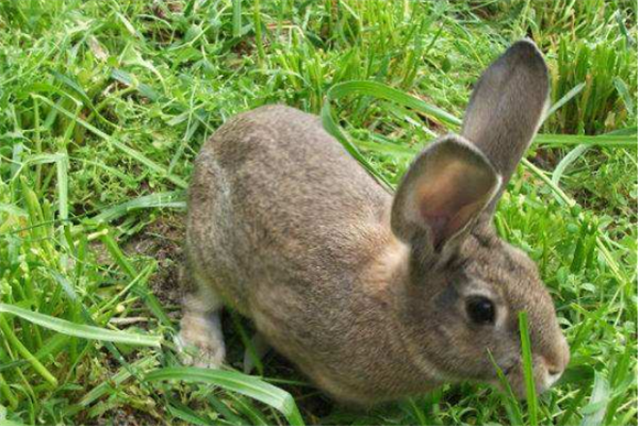 中国野兔能长多少斤