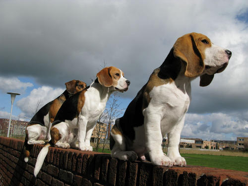 米格鲁猎犬的性格外貌特征 米格鲁猎犬的性格外貌特征