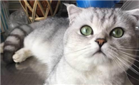美国短尾猫的缺点是什么