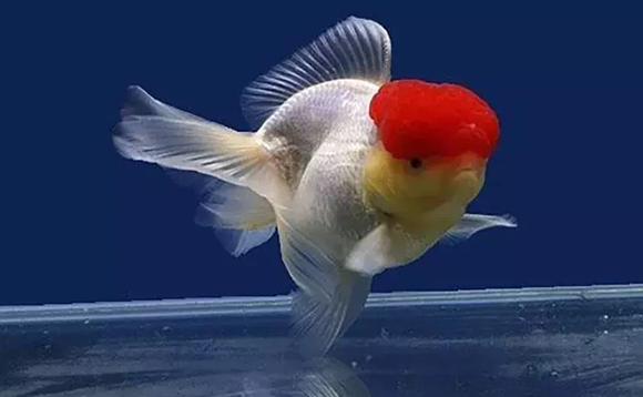 鹤顶红金鱼吃什么最好