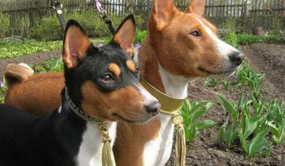 贝生吉犬窝咳应该怎么办