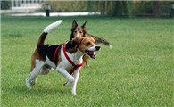 米格鲁猎犬吃多了吐了怎么办