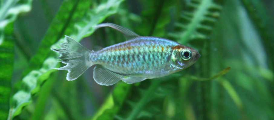 新手怎样养刚果扯旗鱼