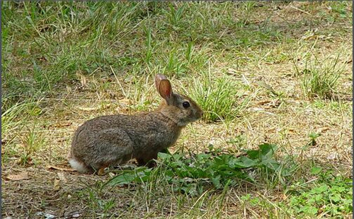 科西嘉岛野兔