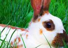 英国斑点兔特点是什么