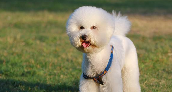 博洛尼亚比熊犬需要训练什么