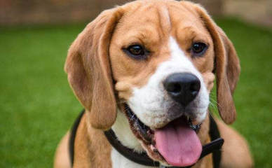 巴色特犬怎么训练才听话