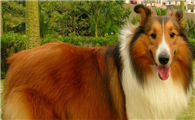 什么东西长须柯利牧羊犬不能吃