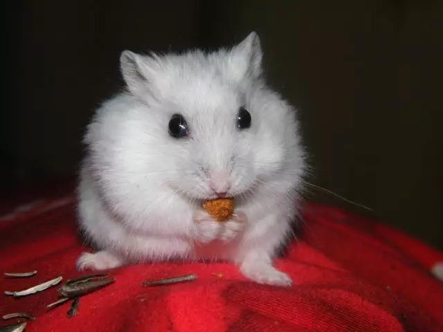 挑选一线仓鼠的注意事项