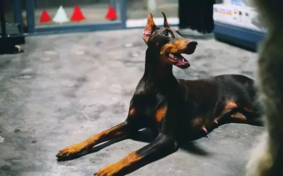艾分杜宾犬是哪国的