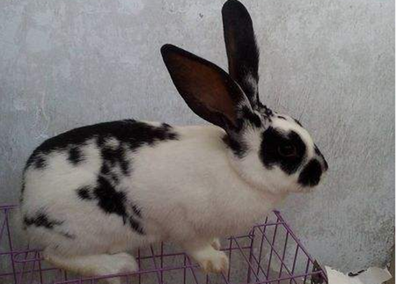 巨型格仔兔怎么挑选 巨型格仔兔怎么挑选