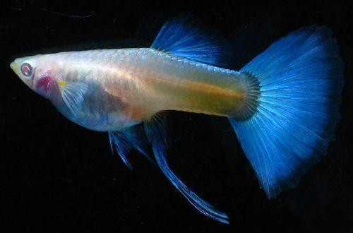 凤尾鱼吃什么最好