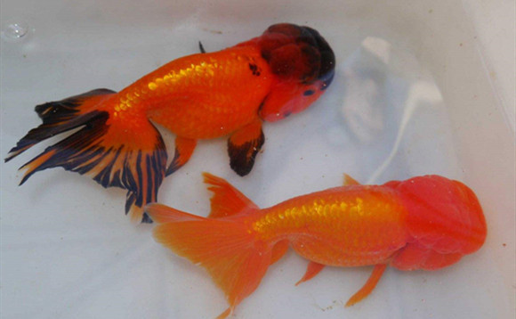 红虎头金鱼和什么鱼混养好