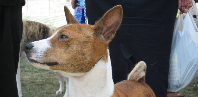 贝生吉犬怎么判断生病了