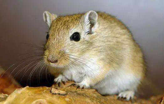 子午沙鼠生病了怎么办