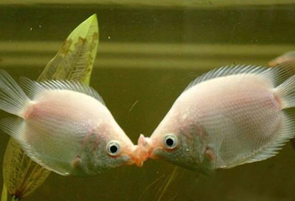 接吻鱼能长多大,主要在后期饲养中怎么培养.