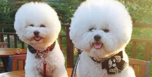 卷毛比熊犬一般多少钱 卷毛比熊犬一般多少钱