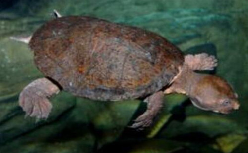 澳洲短颈龟