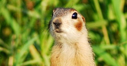 如何挑选赤颊黄鼠