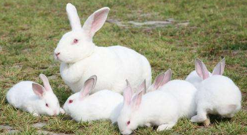 日本大耳白兔喂什么比较好