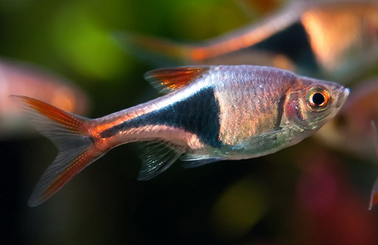 蓝三角鱼和什么鱼混养好 蓝三角鱼和什么鱼混养好