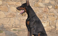 艾分杜宾犬训练技巧