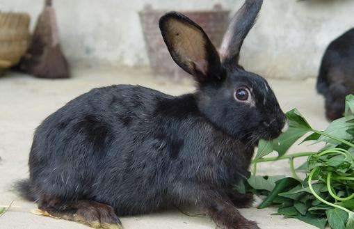 莲山黑兔多久可以生兔子