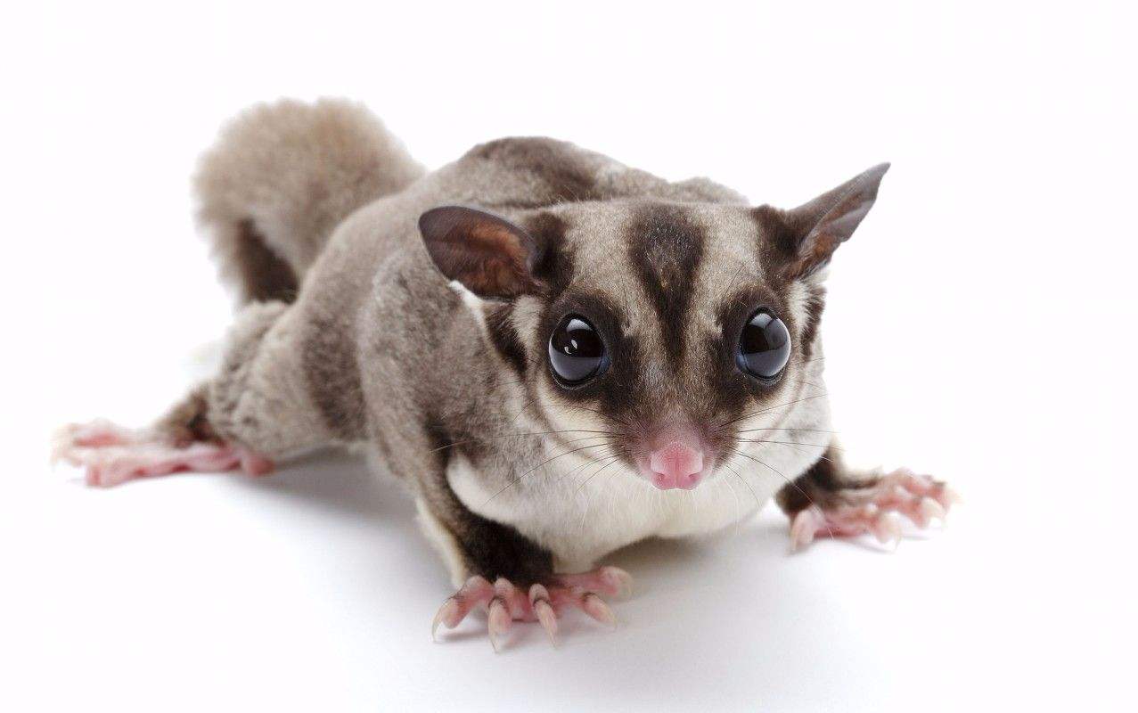 澳洲蜜袋鼯性格怎么样