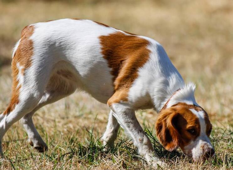 巴色特犬的体重大约是多少 巴色特犬的体重大约是多少