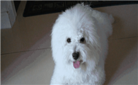 博洛尼亚比熊犬的饲养要点有哪些