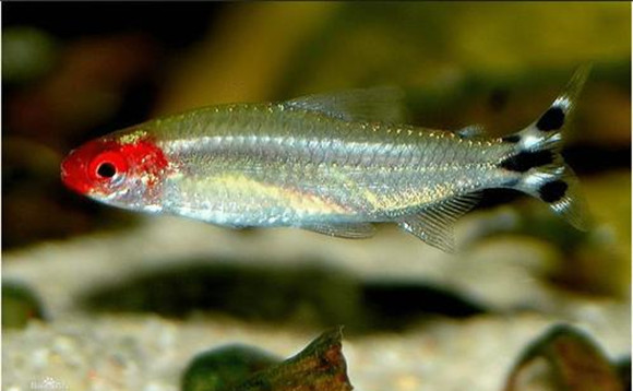 红鼻剪刀水温多少合适