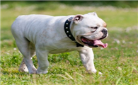 英国斗牛犬的原产地在哪里